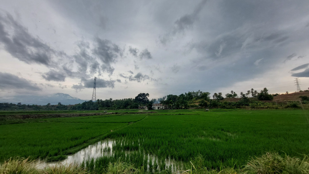 Mayoritas warga gampong tutui bermata pencaharian sebagai petani di sawah. 